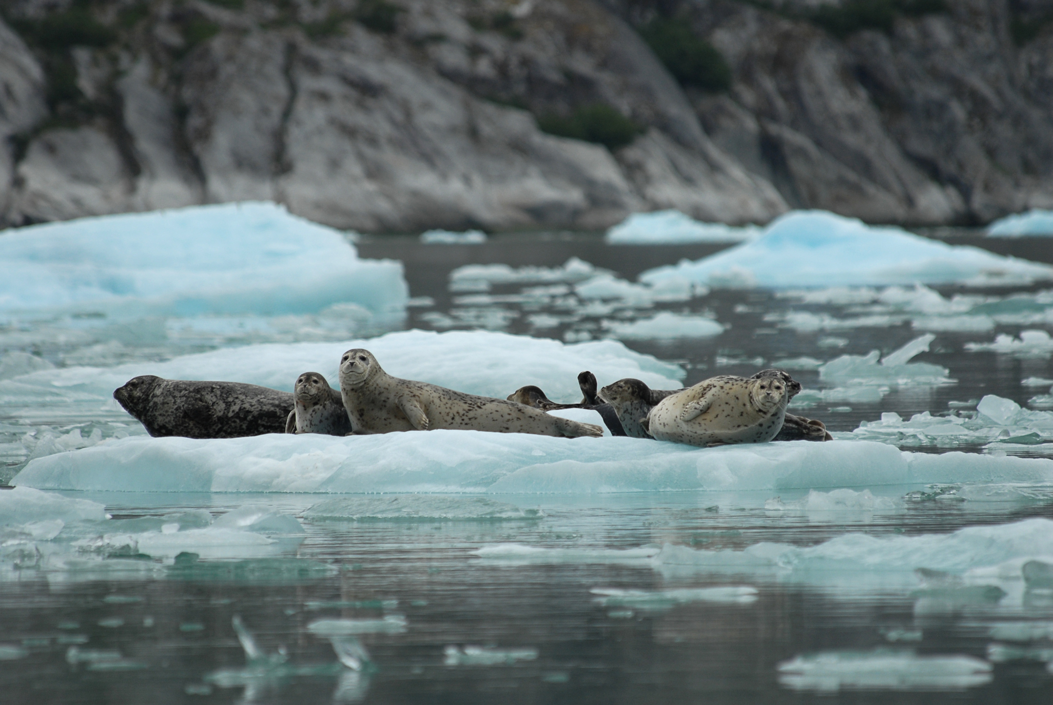 Harbor seals resting on floating ice in Alaska